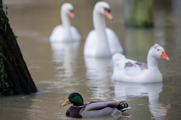 La crue de la Marne.