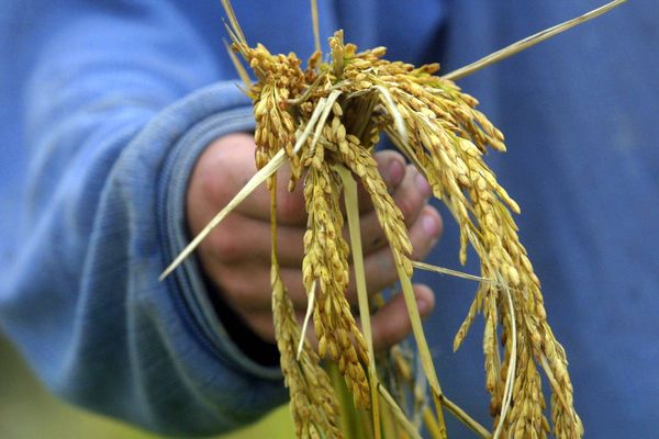 Récolte du riz camarguais, ici à l'état brut. Un taux d'arsenic trop important a été détecté dans un échantillon de la récolte 2023.