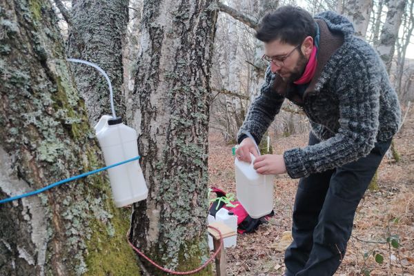 A chaque printemps, Grégory Buyas récolte la sève de bouleau sur les hauteurs du Montbrisonnais