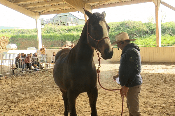 Andy Booth, l'homme qui parle le langage des chevaux, lors d'un stage à Cancale ce 7 avril 2024