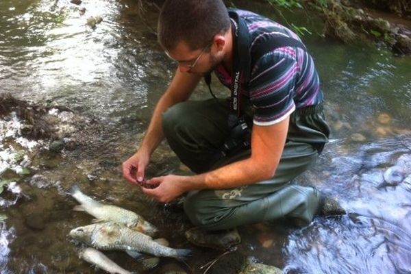 Des dizaines de poissons ont été retrouvés sur l'Auzon