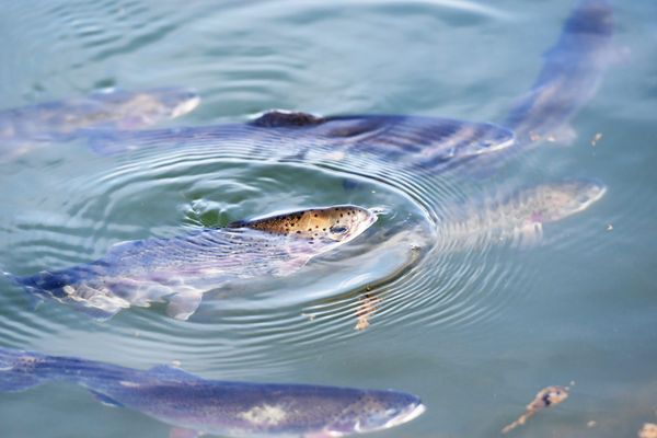 L'ouverture nationale de la pêche à la truite dans tous les secteurs est prévue le samedi 9 mars 2024, 30 minutes avant le lever du soleil.