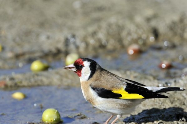 Le chardonneret élégant présente un déclin marqué de sa population, lié au net recul des jachères et des chaumes hivernaux dans lesquels les chardonnerets trouvent ses ressources alimentaires.