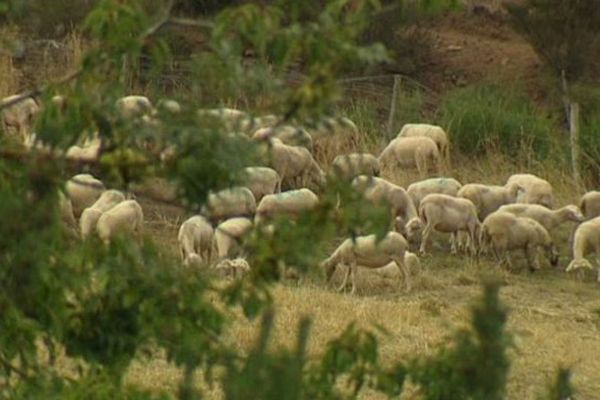 La famille Fabre craignait l'attaque du loup depuis longtemps. Et en mai dernier, le triste scénario s'est produit.