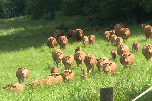 Un printemps délicat malgré l'abondance de foin apparent