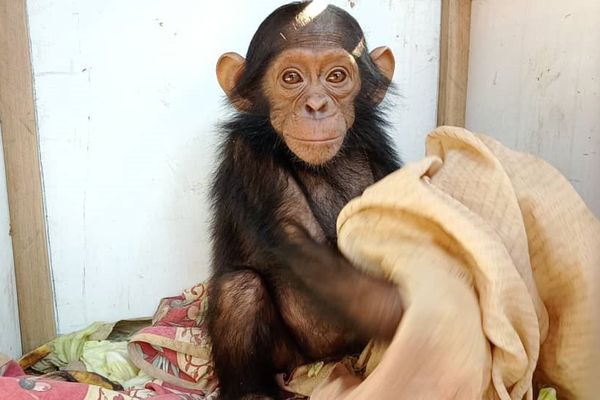 Césra, un bébé chimpanzé rescapé du braconnage, a été kidnappé la semaine dernière dans un refuge de la République Démocratique du Congo