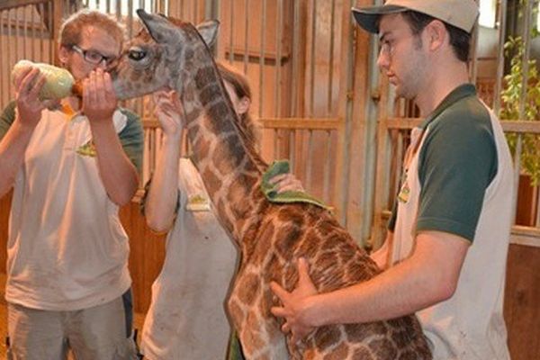 Le girafon nourri par les soigneurs du parc. 