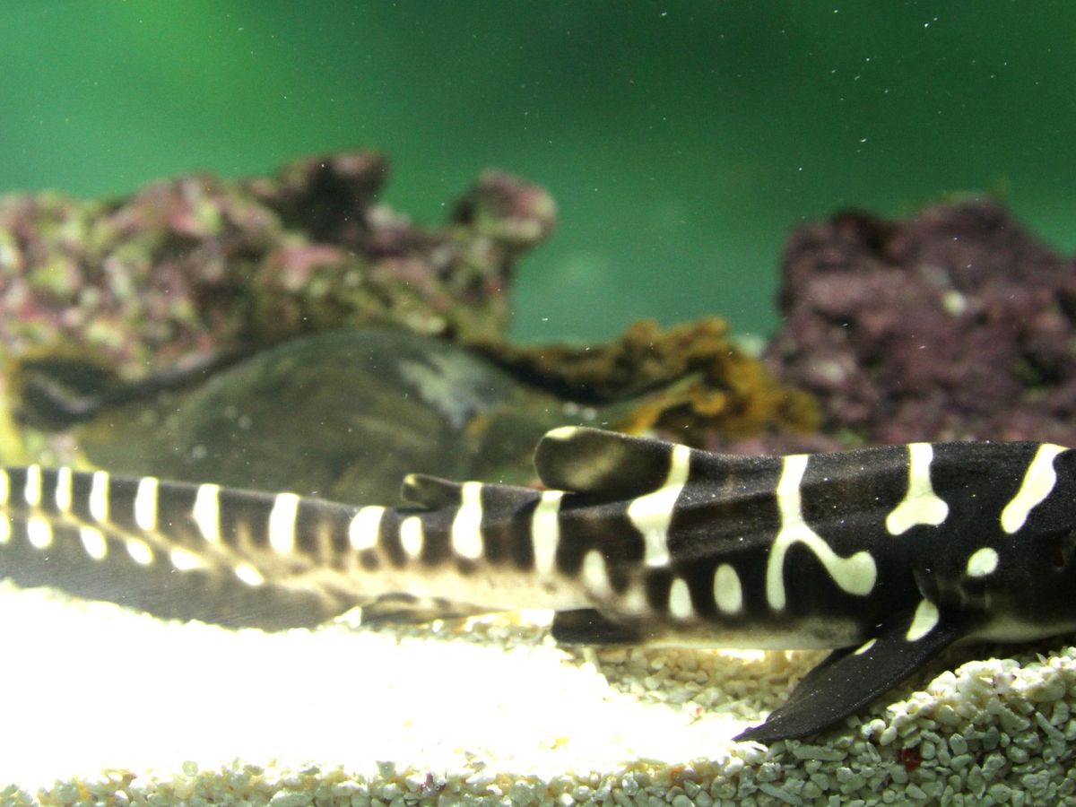 Carnet Rose Un Bebe Requin Zebre A Oceanopolis