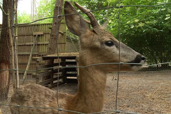 De nombreux animaux ont trouvé refuge à Landiras