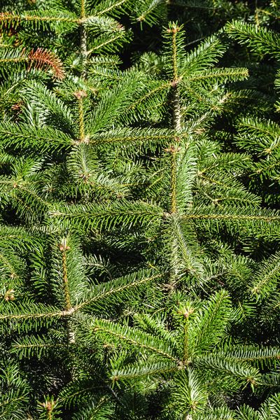 À plus d'un mois et demi de Noël, c’est déjà l’ébullition aux Pépinières Filmont, à Leffard, près de Falaise (Calvados). Dans cette exploitation, une trentaine de salariés s’affairent depuis quelques jours pour livrer les sapins vendus pou les fêtes.