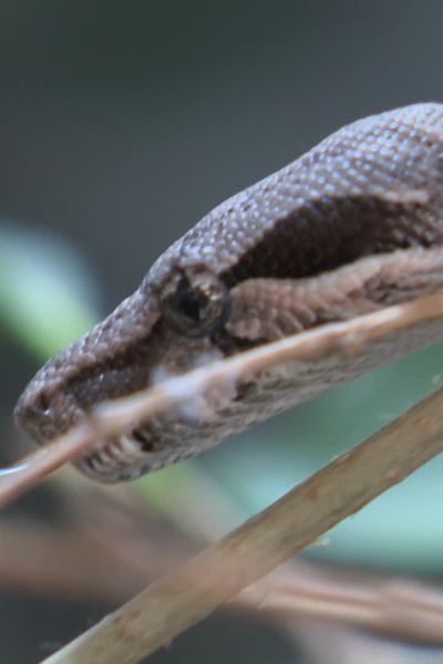 Une fois adulte, cette espèce de boa peut atteindre environ deux mètres de long