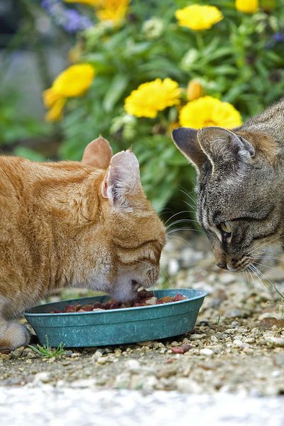 L'alimentation de son animal de compagnie peut susciter des interrogations.