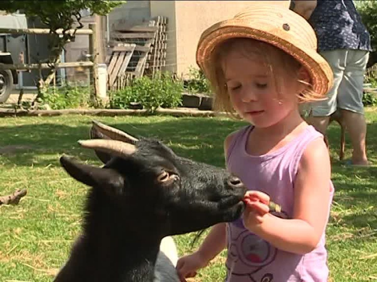 Le top des fermes à visiter avec les enfants en Alsace