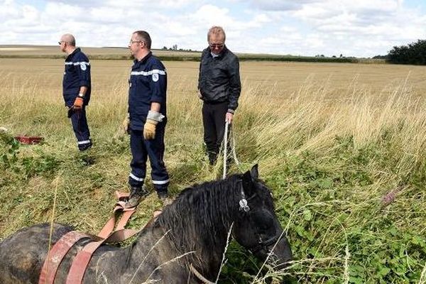 Un cheval s'est retrouvé coincé dans un fossé 