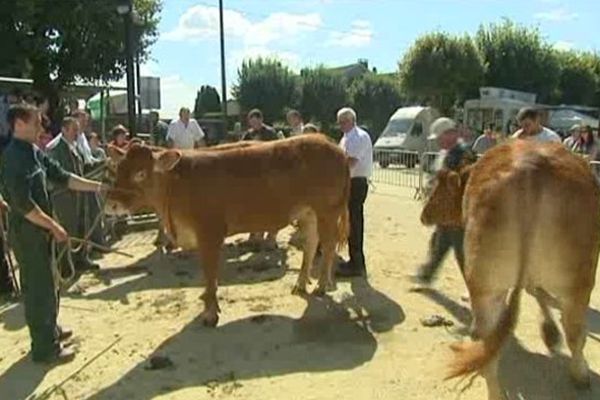 Le marché aux bestiaux compte une centaine de bêtes à vendre cette année. 