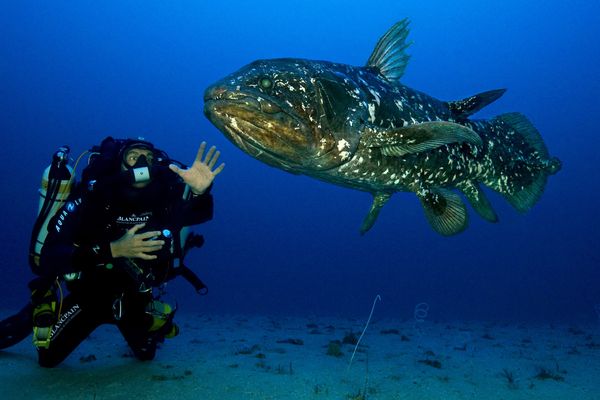 Image d'illustration extraite du film Le Coelacanthe, plongée vers nos origines