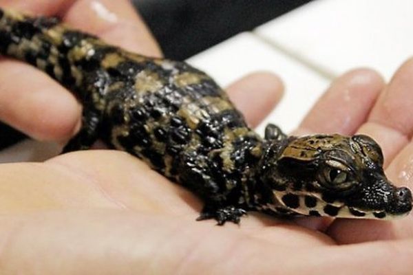 Des Bebes Crocodiles Nains D Afrique Naissent A Pierrelatte