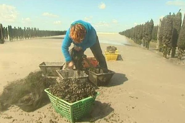 La récolte de la moule de Bouchot à Quend