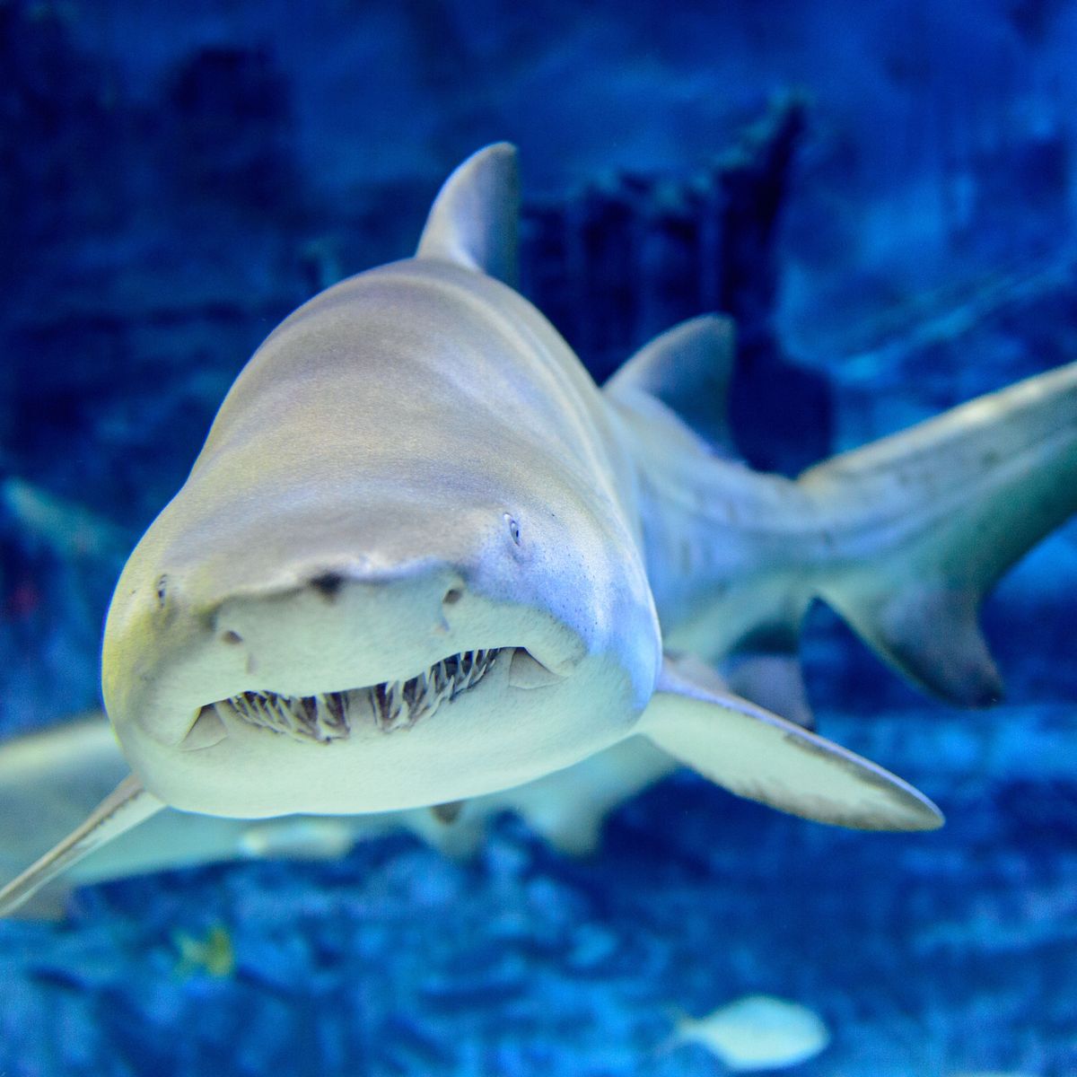 Requin taureau - Encyclopédie - Aquarium La Rochelle