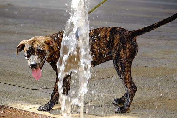 Si votre ville propose une fontaine à eau, vous pouvez y emmener votre chien.