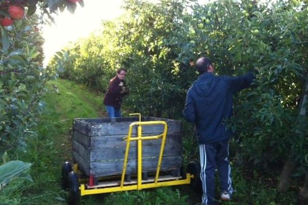 La cueillette des pommes bat son plein en Limousin, avec deux semaines de retard cette année ( 24/09/2013)