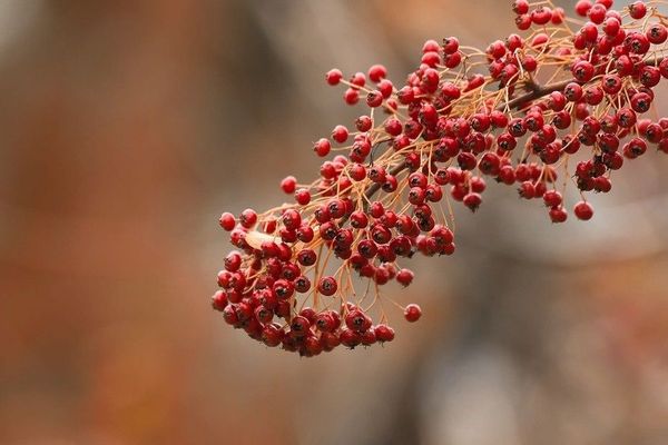 Les couleurs de la nature seront plus éclatantes que celles du ciel ce samedi