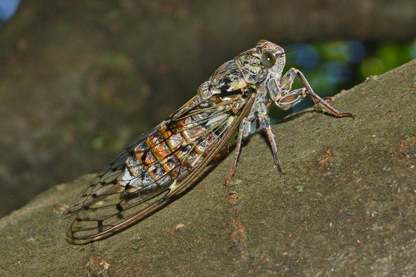 La cigale grise de l'orne - ou Cicada orni L - fait partie des espèces observées à Strasbourg. Adulte, elle mesure environ 4 centimètres de long.