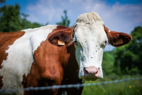 La France compte 17 millions de bovins qui rejettent du méthane.