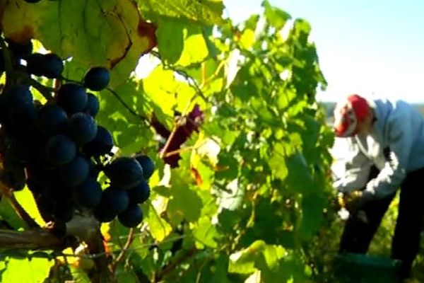 Les vendanges viennent de démarrer dans l'Aube