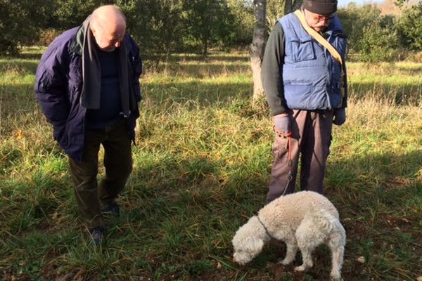 Le prix de la truffe s'envole : il pourrait atteindre 1200 euros le kilo.