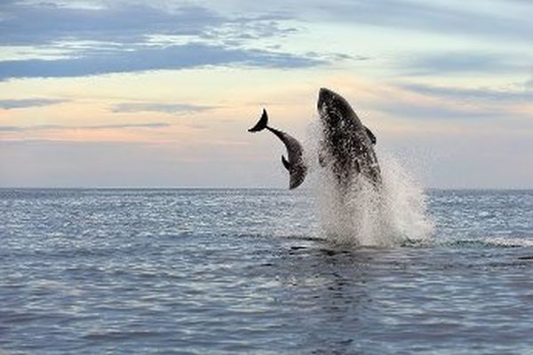 Les attaques d'orques que les scientifiques appellent "des interactions" avec les bateaux pourraient être dues à un simple jeu.