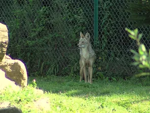 Trois coyotes sont arrivés au domaine des fauves aux Abrets en Dauphiné, en Isère - 2024