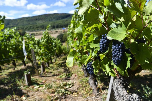 Une parcelle de pinot à Sologny, en Saône-et-Loire.