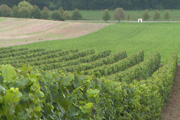 Des vignes de chardonnay à Ohlain dans le Pas-de-Calais.