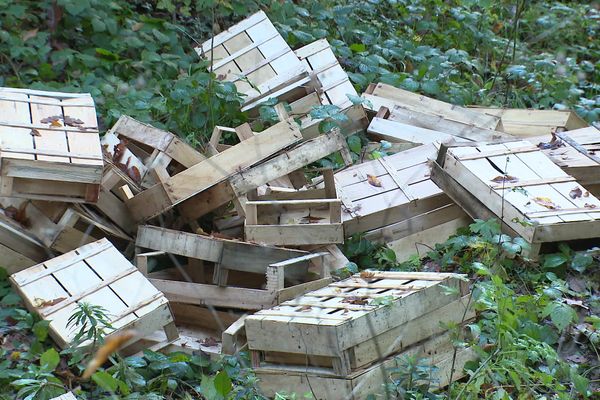 Des cagettes servant à ramasser les champignons lactaires, abandonnées en forêt.