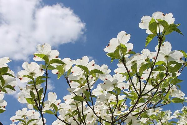 Les nuages feront-ils leur apparition ? 