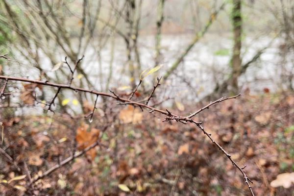 À Aixe-sur-Vienne, régulièrement touchée par des inondations, la commune a choisi de remplacer ses berges rocheuses par des plantations d’arbres et d’arbustes.