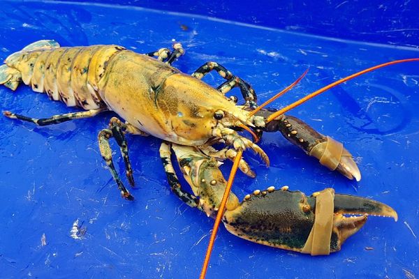 Le homard jaune, extrêmement rare, pêché au large de Paimpol