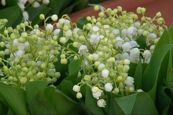 Cette année, le prix du muguet a pris du retard, ce qui entraîne une augmentation des prix.

