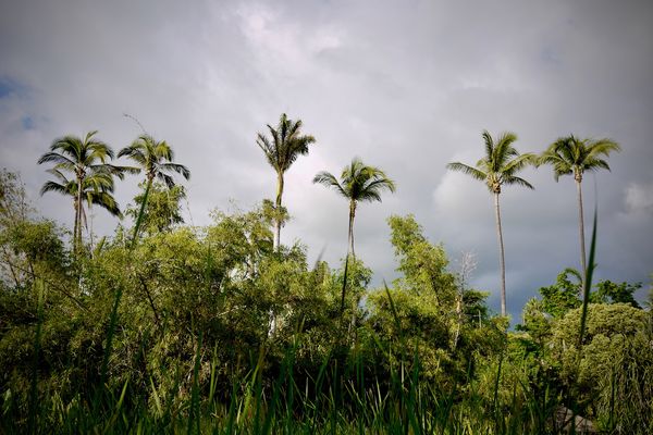 Palmiers à Saint-Paul, île de La Réunion