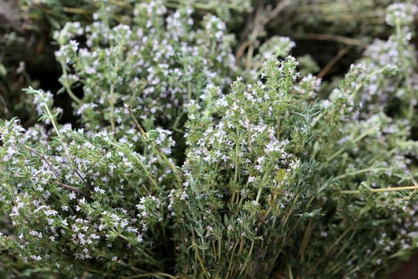 C'est la tradition de cueillette du thym sauvage et les "procédés anciens de séchage, triage et confection de bouquets de thym" qui est saluée.