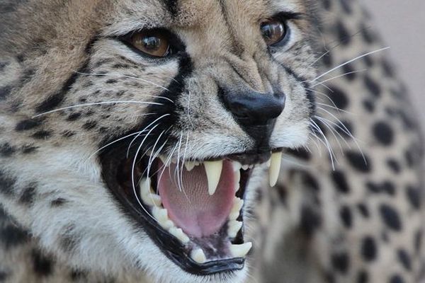 Un guépard du zoo du Lunaret de Montpellier