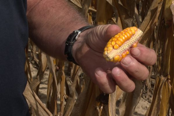 La canicule a perturbé la fécondation des grains, cet épis compte six fois moins de grains qu'un épis de taille classique