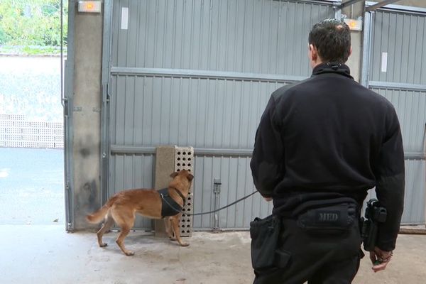 Cachée dans ce bloc de béton, le chien doit retrouver la substance chimique correspondant à un explosif et marquer l'arrêt