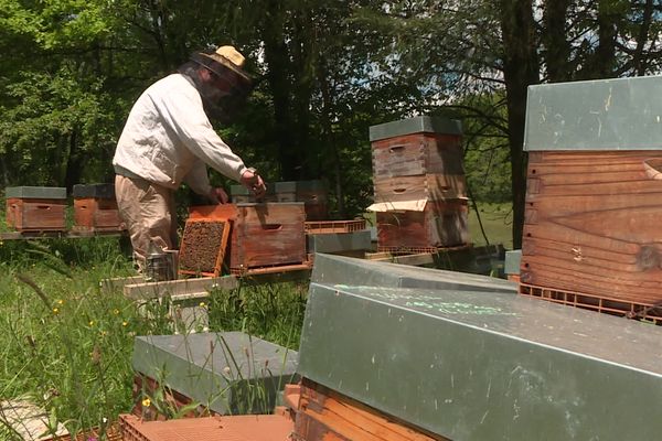 Ce samedi 20 mai est marqué par la journée mondiale des abeilles.