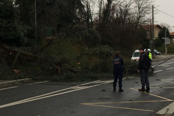 A Vénissieux, la chute d'un arbre a entraîné l'arrachage de cables électriques.