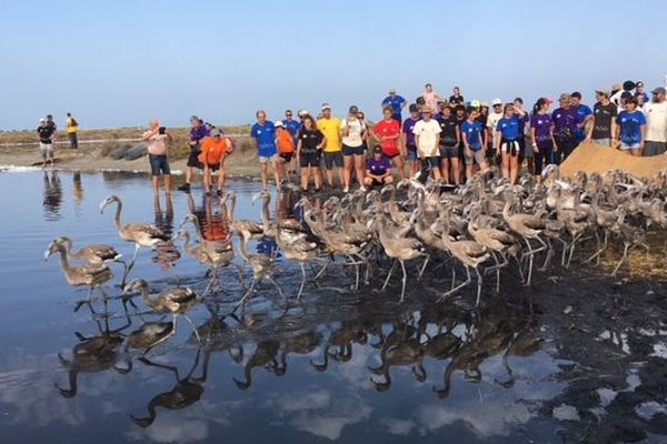 Plus de 500 flamants roses ont été bagués en vue d'être observés pendant leur voyage - août 2018