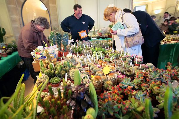 En plus des différentes plantes rares, des spécialistes en décoration végétale seront présents pour vous conseiller.