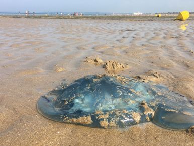 Landes : les physalies, ces sortes de méduses très urticantes, de retour  sur les plages - France Bleu