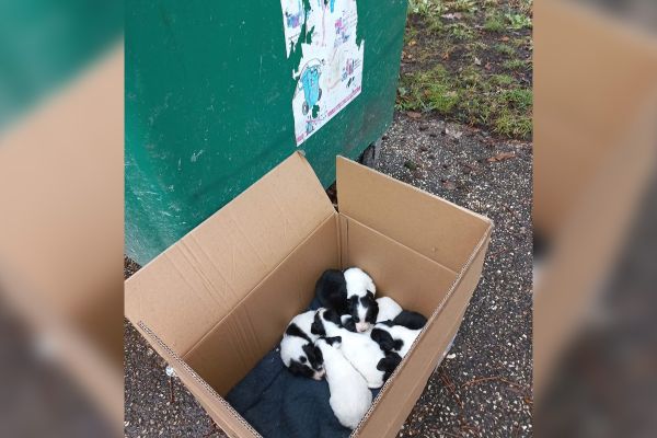 Mercredi 1er décembre, huit chiots ont été découverts par des promeneurs, près des poubelles, à Yssingeaux, en Haute-Loire.